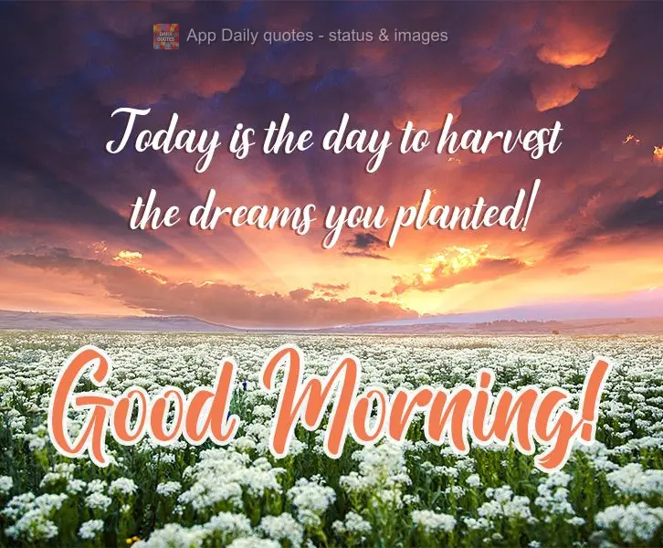 Hoje é dia de colher os sonhos que ontem você plantou!  Bom Dia!