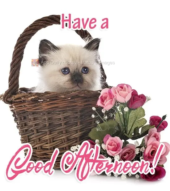 Have a Good Afternoon! 