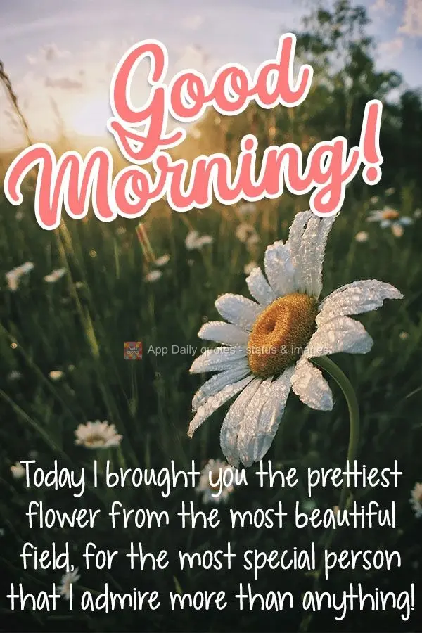 Today I brought you the prettiest flower from the most beautiful field, for the most special person that I admire more than anything!  Good morning! 