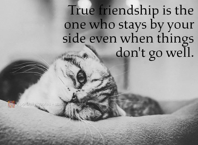 A amizade verdadeira é aquela que fica ao seu lado mesmo que as coisas não estejam bem.