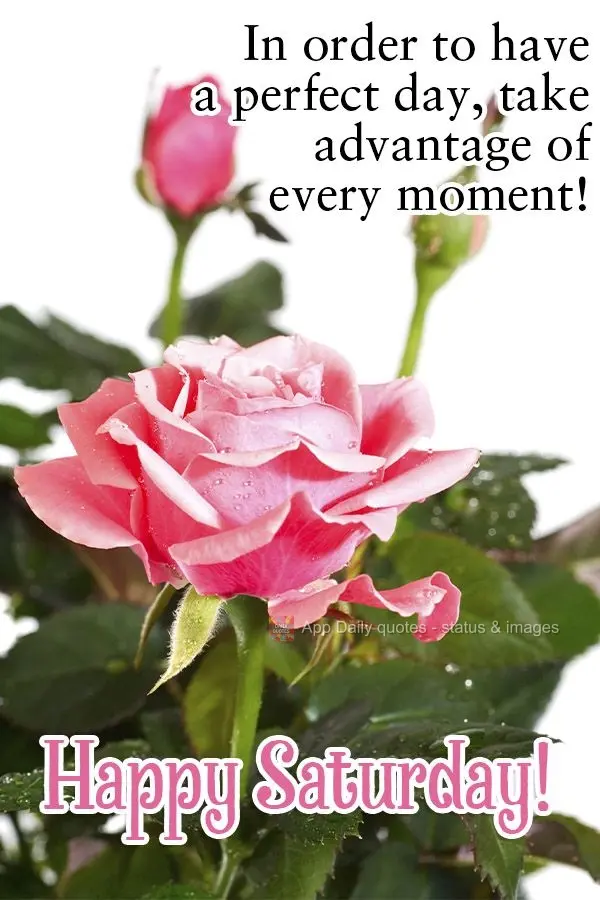 Para que seu dia fique perfeito, basta você aproveitar cada momento!  Feliz Sábado!