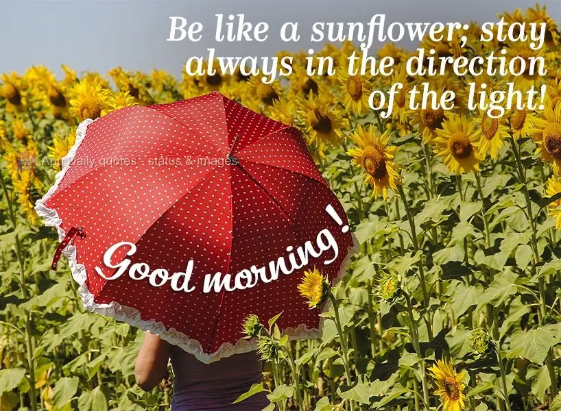 Seja como um girassol, mantenha-se sempre na direção da luz!  Bom dia!