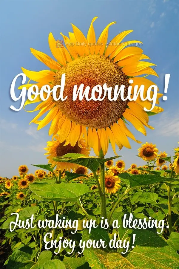 Acordar já é uma bênção, aproveite o seu dia! Bom dia!