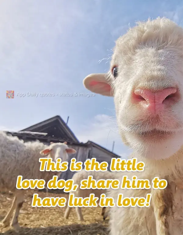 Esse é o doguinho do amor, compartilhe para ter sorte no amor!