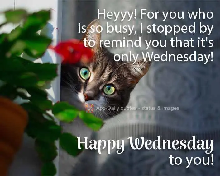 Heyyy! For you who is so busy, I stopped by to remind you that it's only Wednesday! Happy Wednesday to you!