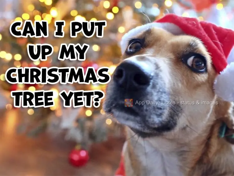 Can I put up my Christmas tree yet?