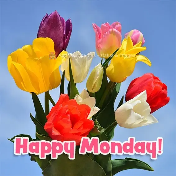 Feliz Segunda-feira!