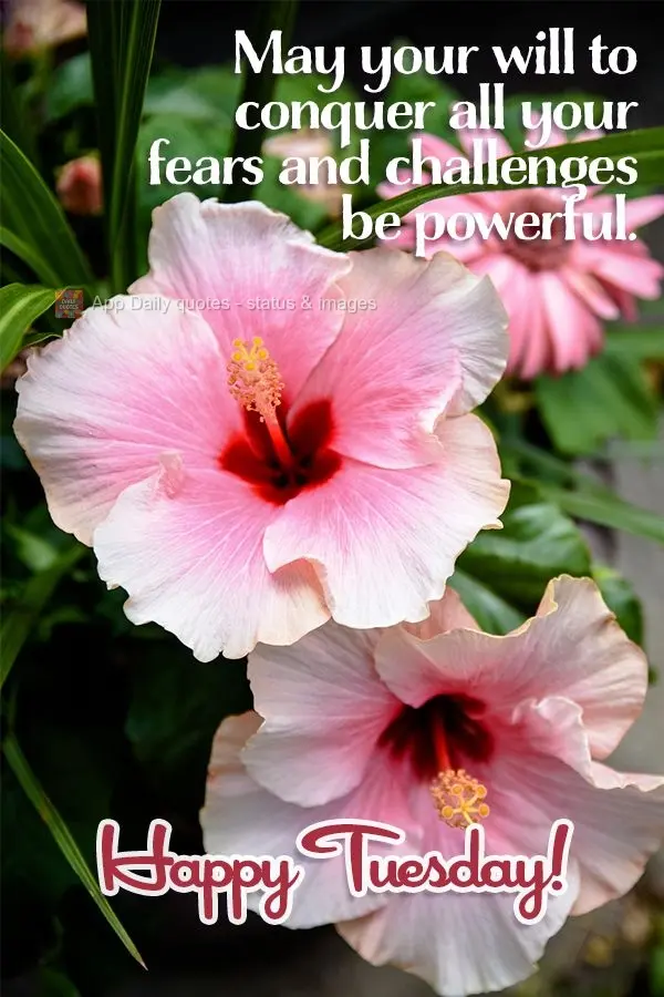 May your will to conquer all your fears and challenges be powerful. Happy Tuesday!