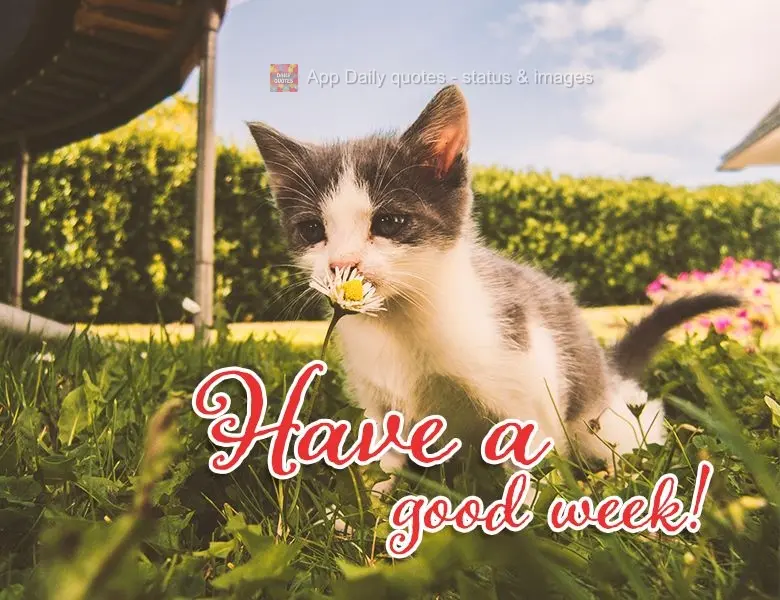 Boa semana para você!