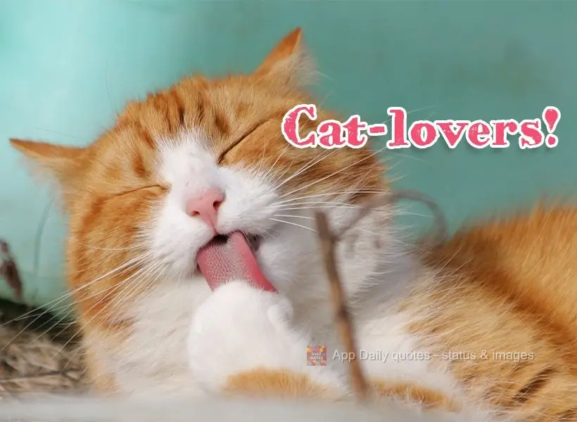 Cat-lovers!