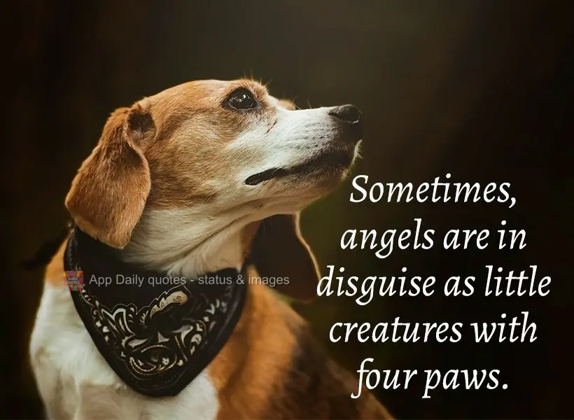 Sometimes angels are disguised as little creatures with four paws.