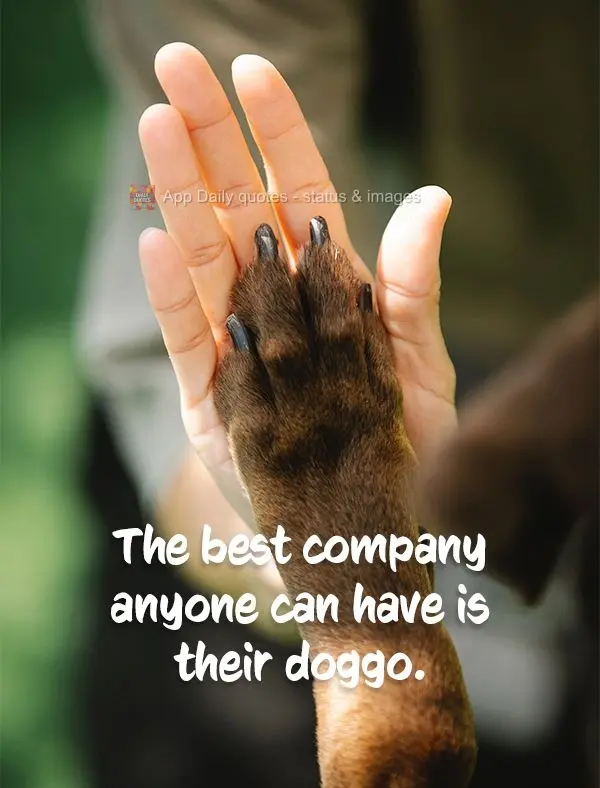 A melhor companhia que alguém pode ter é do seu doguinho.