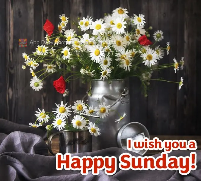 I wish you a Happy Sunday!