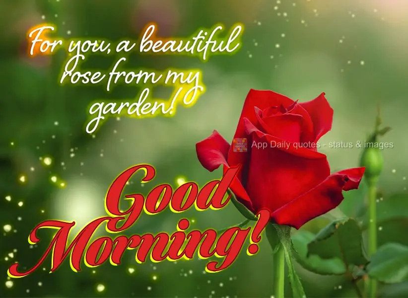 A beautiful rose from my garden for you! Good morning!