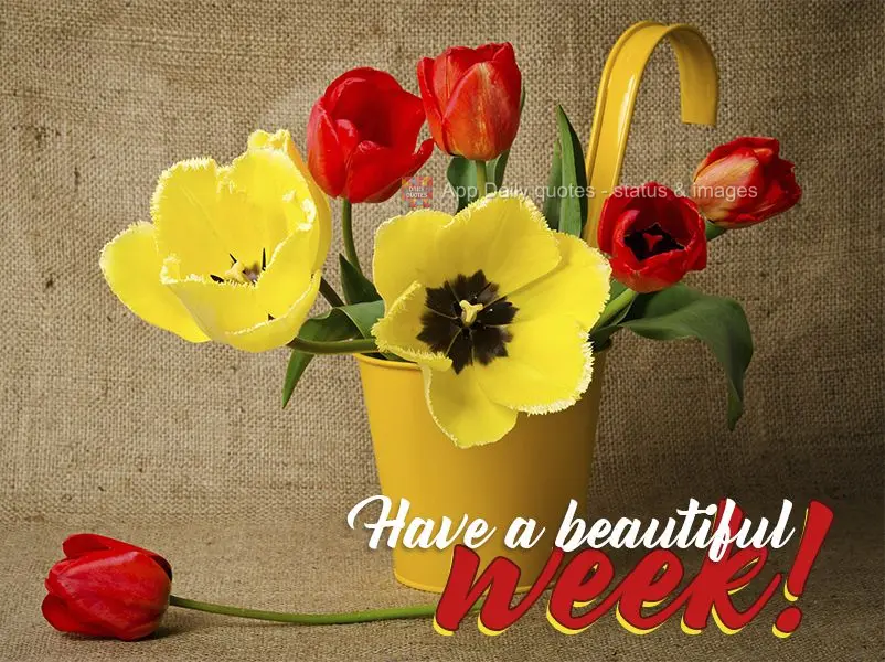 Tenha uma linda semana!