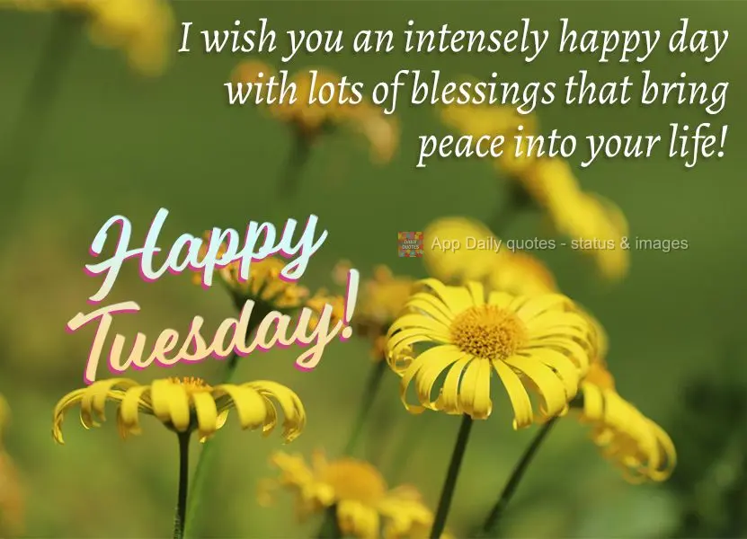 I wish you an intensely happy day with lots of blessings that give you peace in your life! Happy Tuesday!