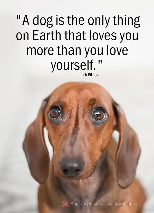 "Um cachorro é a única coisa na terra que te ama mais do que ama a si mesmo." Josh Billings