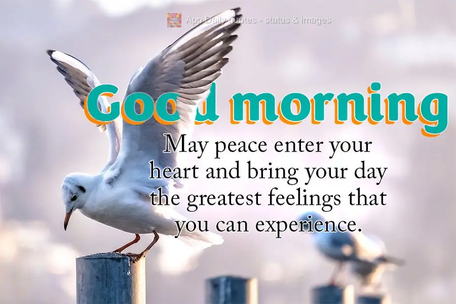 Que a paz possa invadir o seu coração e trazer para o seu dia as melhores sensações que se pode viver. Bom dia!