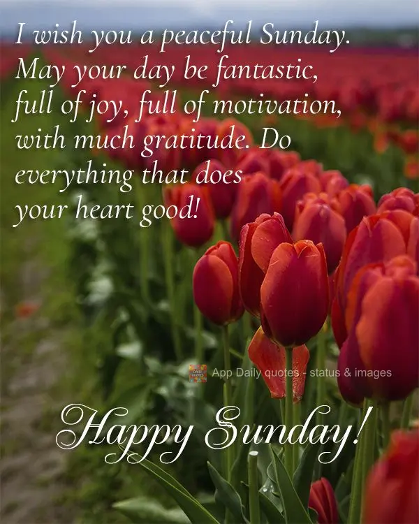 Te desejo um Domingo de paz, que seja fantástico o esse dia, cheio de alegria, cheio de motivação; com muita gratidão, faça tudo o que fizer bem ao ...