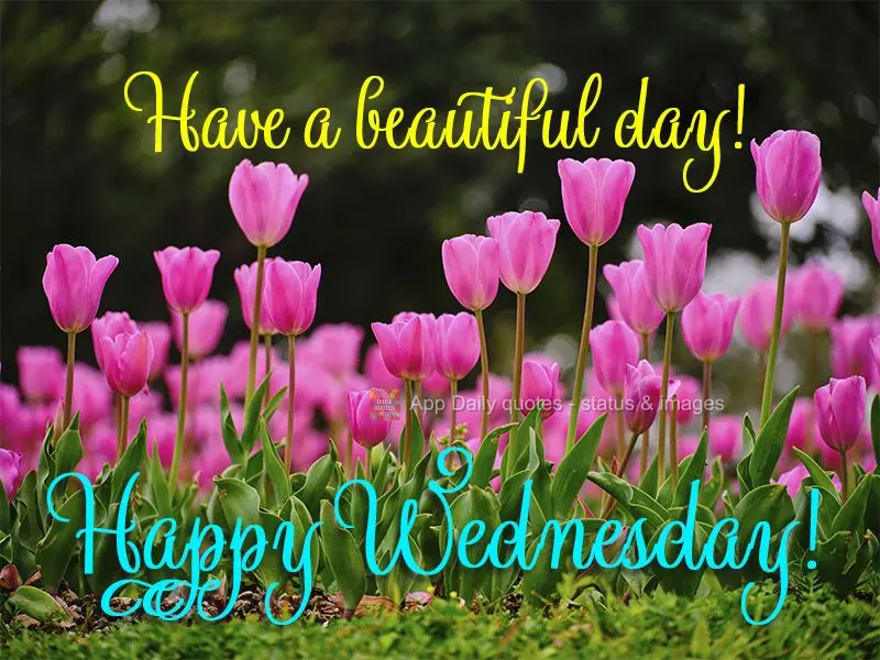 Tenha um lindo dia! Feliz Quarta-feira! 
