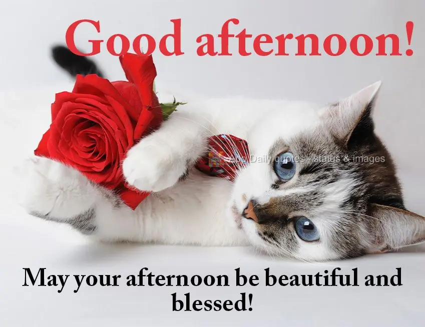 May your afternoon be beautiful and blessed! Good afternoon!