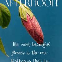 A flor mais bela é aquela que sabe que sua beleza vem da vontade de florescer! Boa tarde!