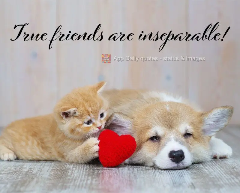 True friends are inseparable!