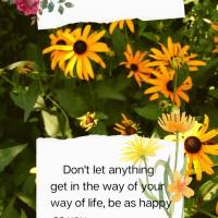 Não deixe que nada atrapalhe o seu modo de viver, seja feliz como queira, assim como eu desejo a felicidade para você!  Feliz tarde!