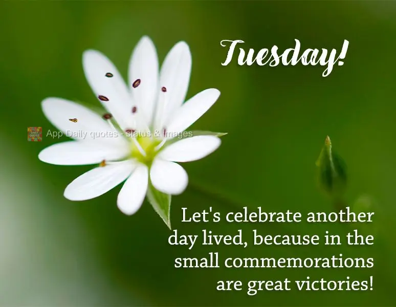 Let's celebrate another day gone by, because in the small commemorations are great victories! Tuesday!