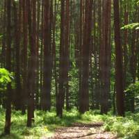 Que a gratidão a Deus seja expressa através de suas atitudes, pois Ele é quem nos dá forças para vencer os desafios.