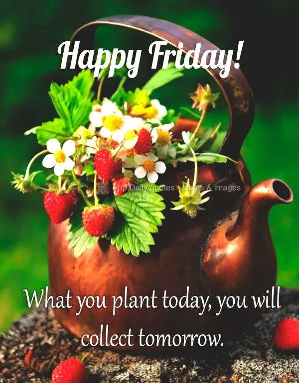 O que você planta hoje, colherá amanhã. Feliz Sexta-feira!