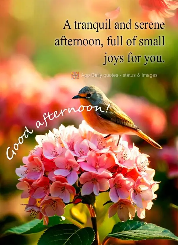 Uma tarde tranquila e serena, repleta de pequenas felicidades para você. Boa tarde!