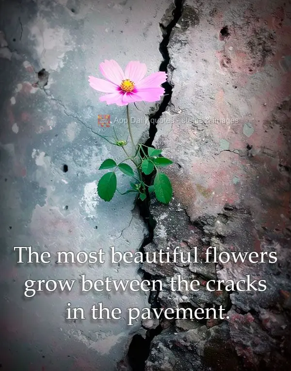 As flores mais bonitas crescem através das rachaduras no concreto.	