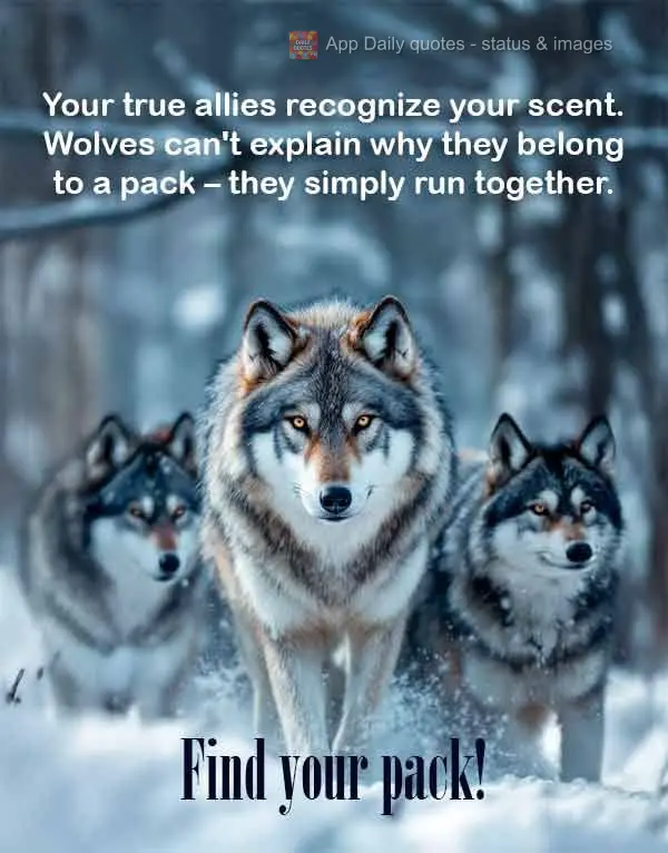 Seus aliados verdadeiros reconhecem seu cheiro. Lobos não explicam por que pertencem à matilha - eles simplesmente correm juntos. Encontre sua matilha!...