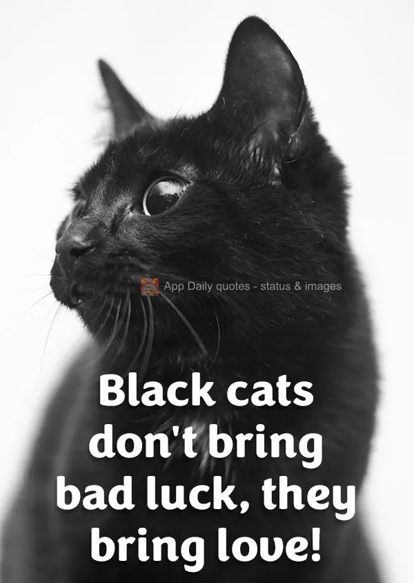 Black cats don't give you bad luck, they give you love!