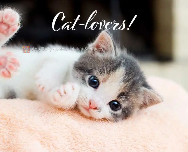 Cat-lovers!