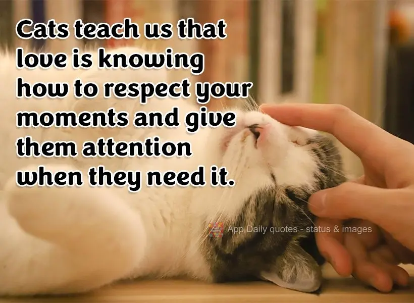 Cats teach us that love is knowing how to respect your moments and give them attention when they need it.