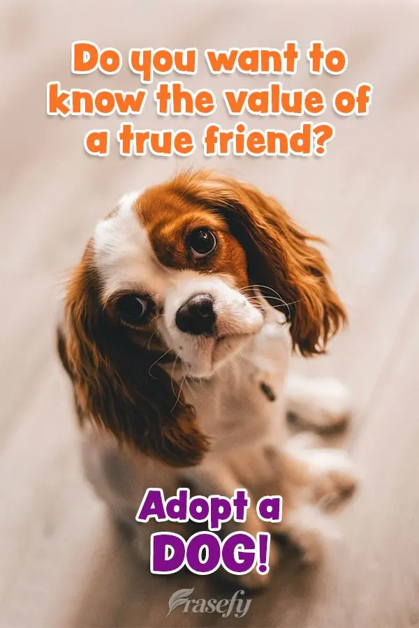Do you want to know the value of a true friend? Adopt a dog!