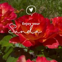 Enjoy your Sunday!