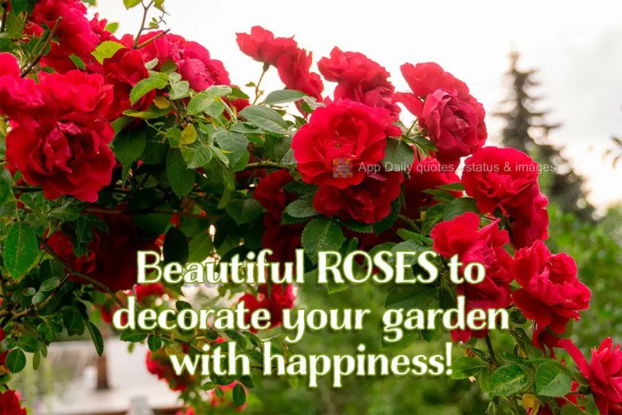 Beautiful roses to decorate your garden with happiness!