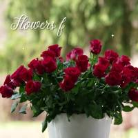 Flowers for my sweetheart!