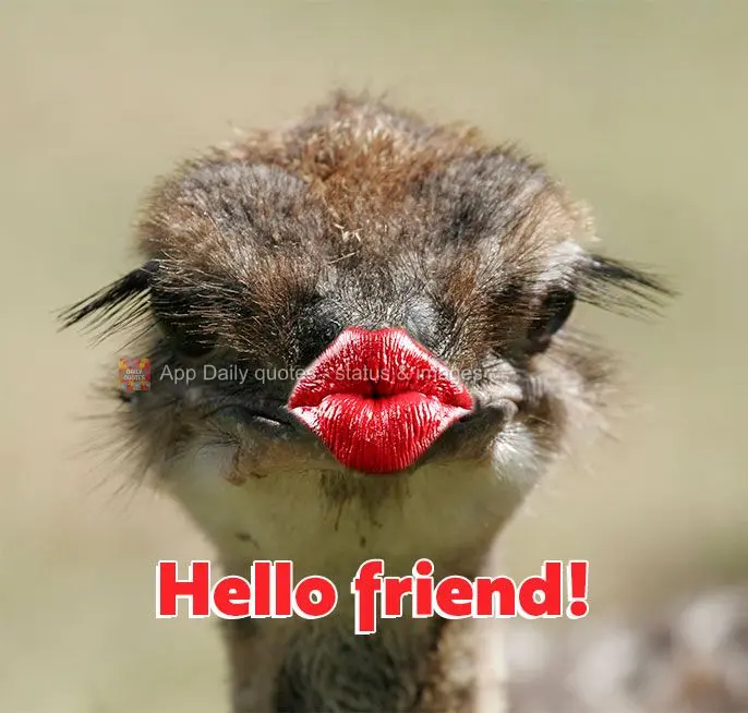Hello friend!