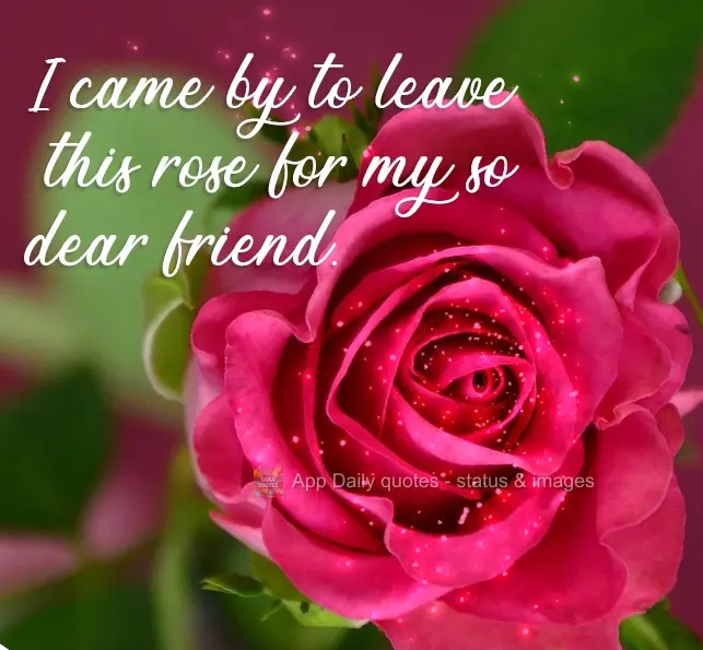 I came by to leave this rose for my dear friend. 