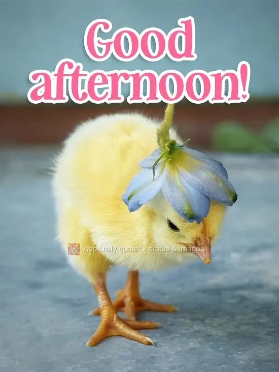 Good afternoon! 