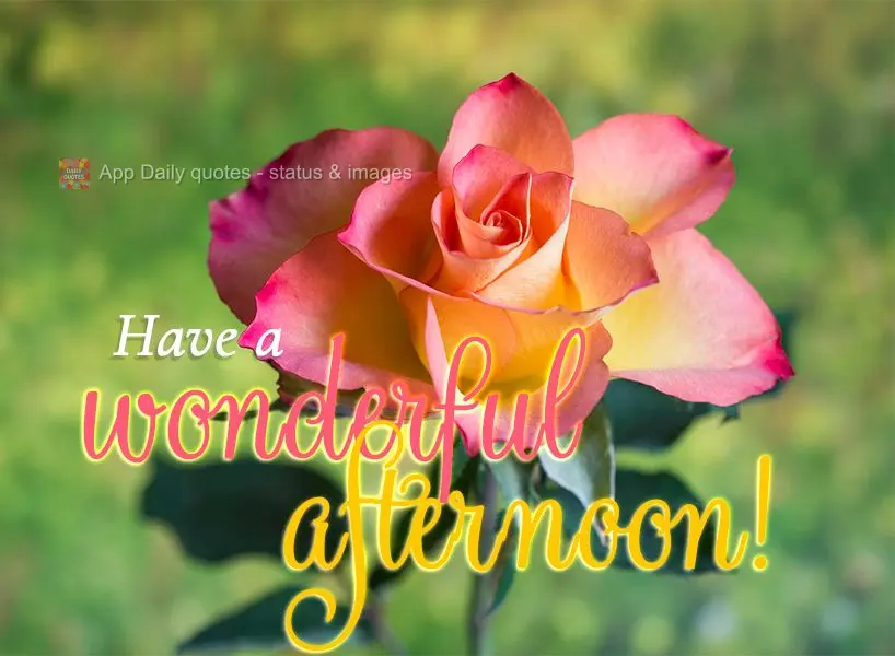 Have a wonderful afternoon!