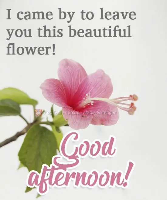 I came by to leave you this beautiful flower! Good Afternoon!