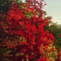 Nature is a masterpiece of beauty and the flowers are its brushstrokes
of color Good Afternoon!