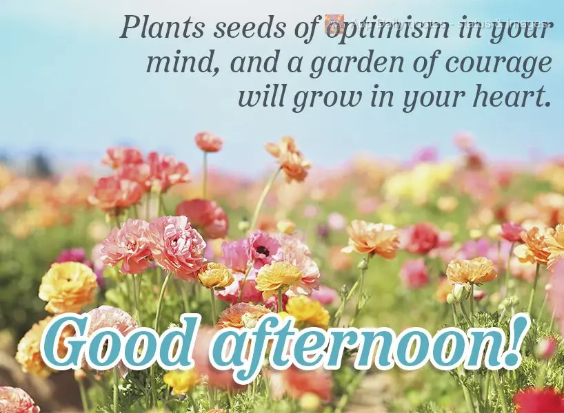 Plant seeds of optimism in your mind and a garden of courage will grow in your heart Good afternoon!
