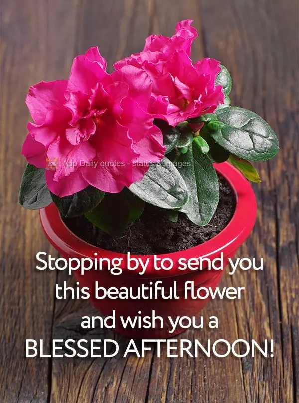 Stopping by to send you this beautiful flower and wish you a blessed afternoon!