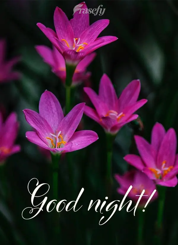 Good night!